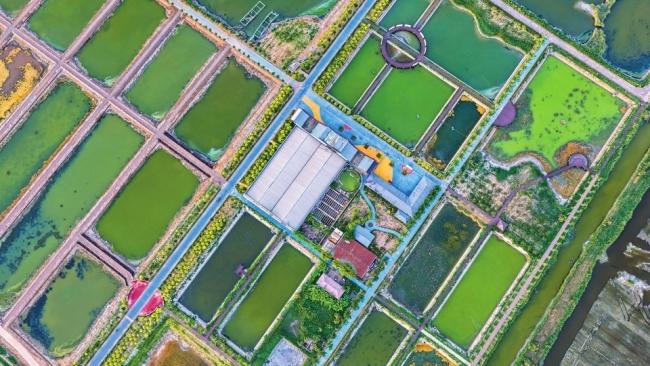 永济市伍姓湖湿地重现自然生态之美