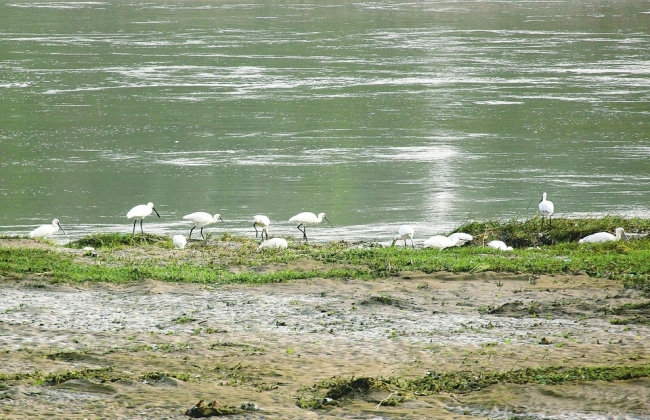 白鹭在襄汾县汾河水域内栖息觅食