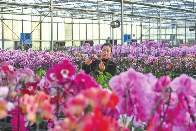 大同市蝴蝶兰种植基地：精细化管理 拓宽增收渠道