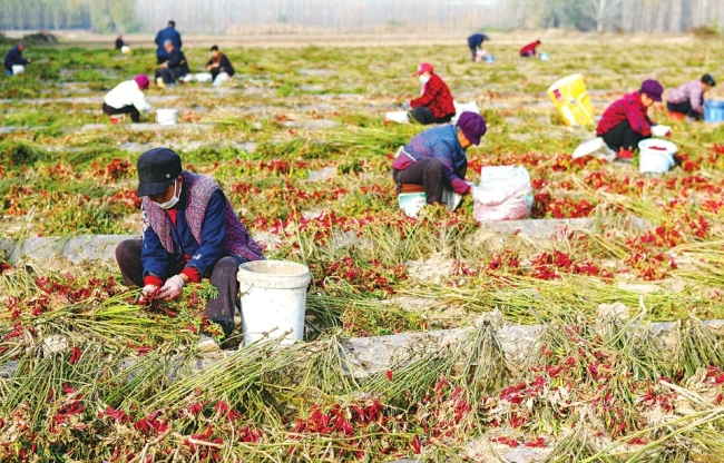 辣椒产业 助农增收