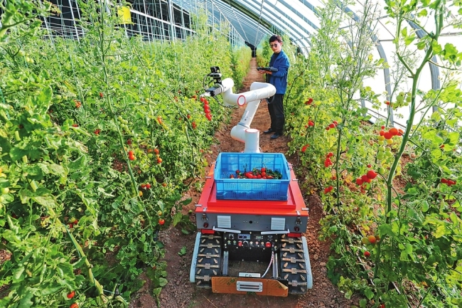 番茄采摘机器人“上岗”