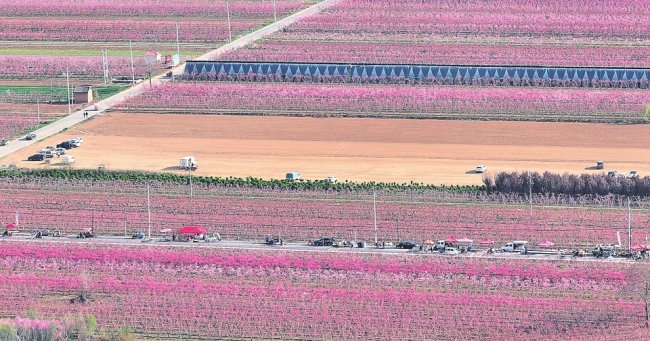 油桃花香引客来