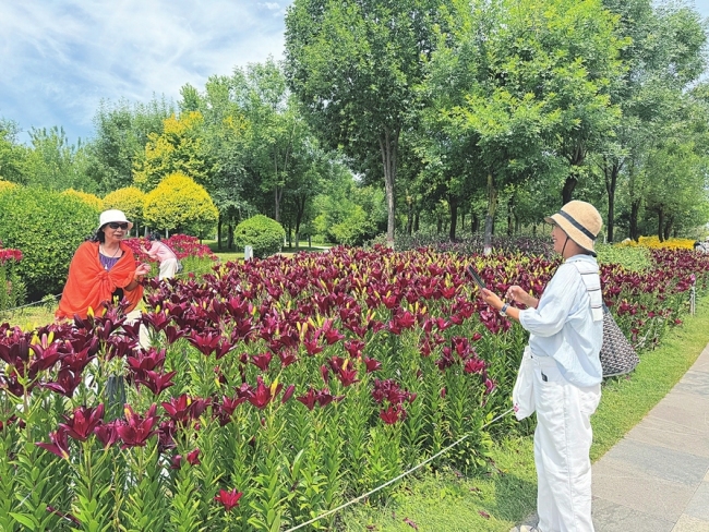 太原晋阳湖公园百合绽放