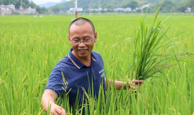 罗新辉：致力水稻种植高质高效发展，带动村民致富