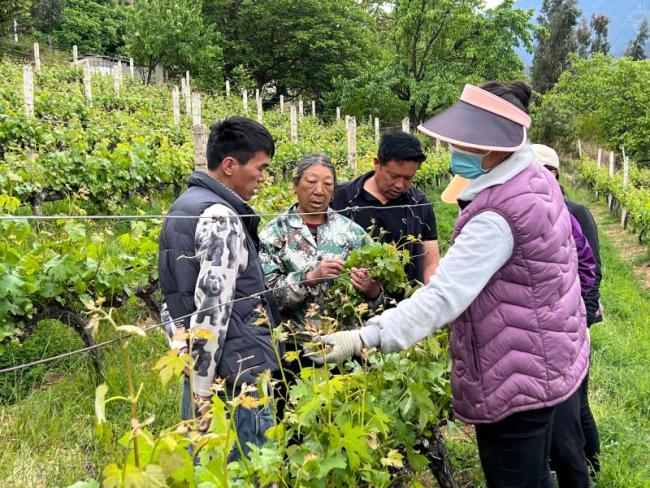 德钦县——小葡萄孕育大产业