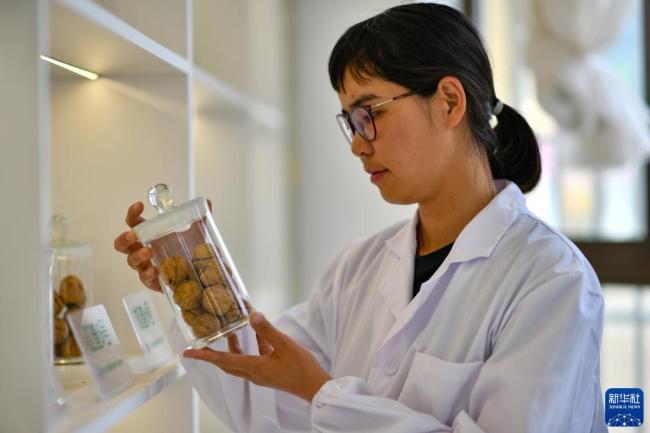 科技援藏促进加查千年核桃树资源产业化