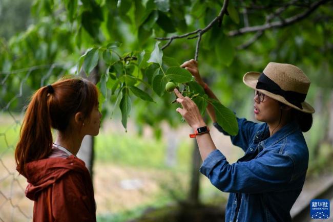 科技援藏促进加查千年核桃树资源产业化