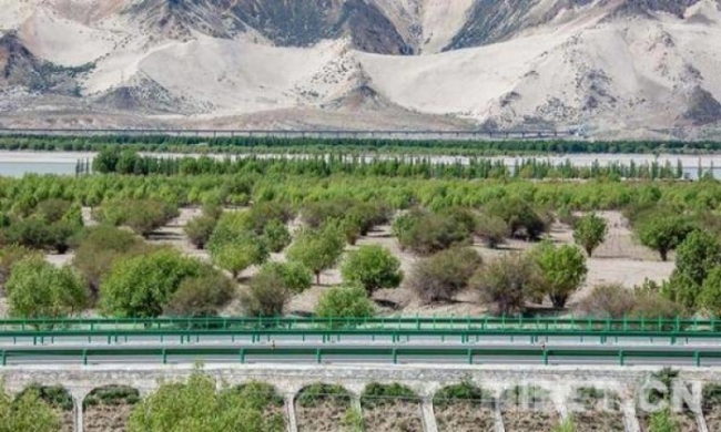 西藏山南：绿了河谷 富了群众