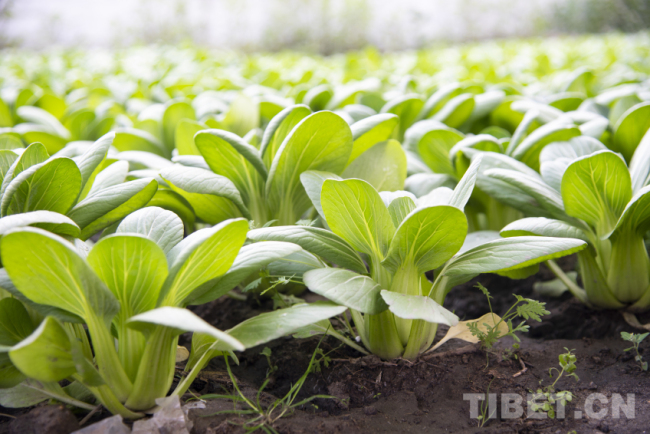 西藏定日：大棚冒新绿 复工复产忙