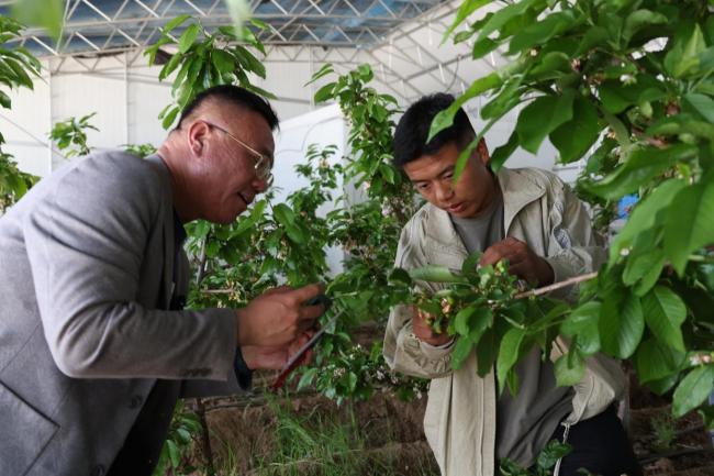 援藏结出“幸福果”——北京援藏团队助力尼木种植业发展小记