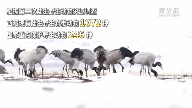 西藏和平解放74周年·生态有守护