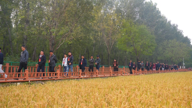 西藏林芝波密县基层干部考察上庄镇京西稻保护性种植区