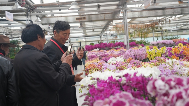 西藏林芝波密县基层干部参观北京花卉交易中心