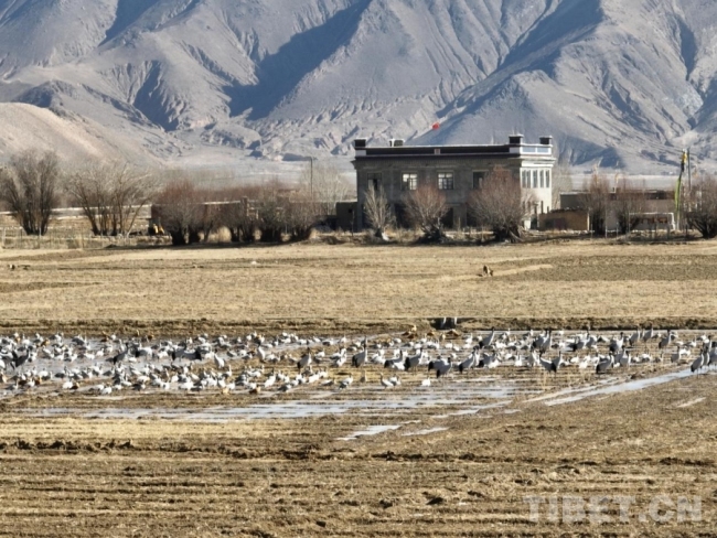 西藏南木林：黑颈鹤如期赴约 22年保护实现种群增长