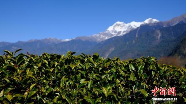 粤藏同心茶韵飘香：广东援藏赋能易贡茶场蝶变
