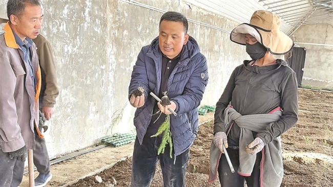 山东农业援藏高原芦笋项目启动