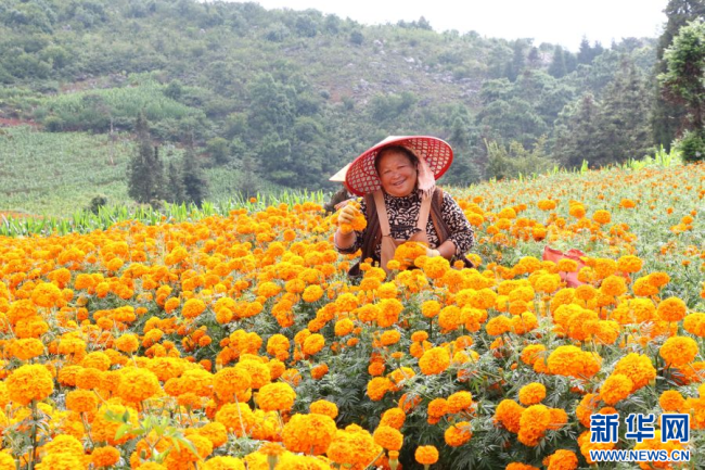 云南蒙自万亩万寿菊进入采收期