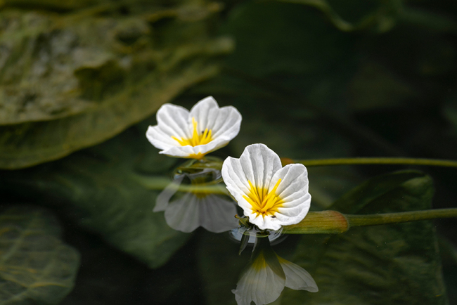 观云台|珍稀植物这样化身城市餐桌食物