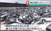 日本一沙滩惊现大量沙丁鱼 当地居民：从来没有见过这种情况，是首次
