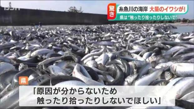 日本一沙滩惊现大量沙丁鱼 官方呼吁不要触碰捡拾