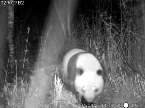 相机拍到两只野生大熊猫求偶影像 白水江园区捕捉到珍贵影像