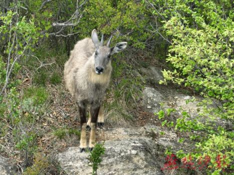 石家庄拍到二级保护动物中华斑羚 首现石家庄，生态向好迹象