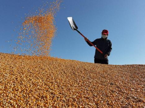 扰乱市场、盗取亲本 业内称假玉米种子仍在东北猖獗