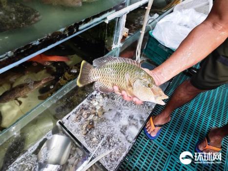 环球时报记者实地调查菲渔业乱象 濒危物种公然交易的背后