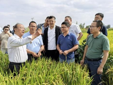 水稻新品系闽宁1号或明年上市销售 西北粮食增产新希望