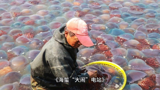 发电厂海蜇泛滥 员工24小时抓海蜇 海蜇"大闹"电站困境