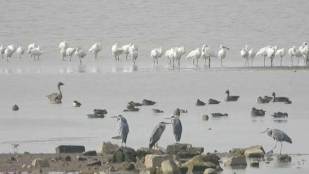 鄱阳湖候鸟已超15万只 生态风景独特呈现