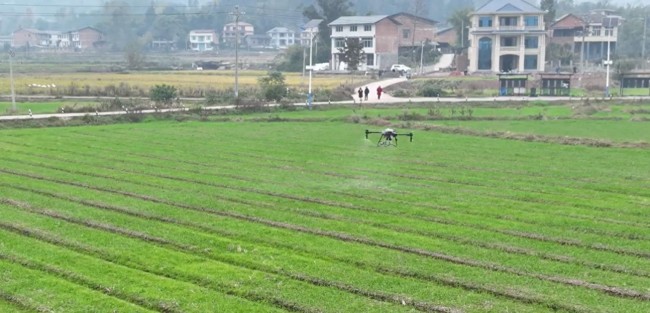 各地加强冬季田间管理 确保油菜安全越冬