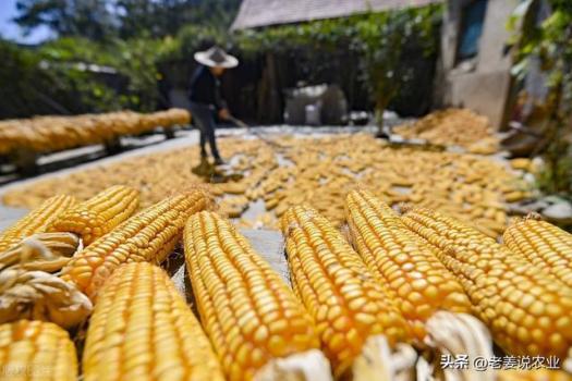 风水轮流转！玉米上涨“势如破竹” 抢粮情绪高涨