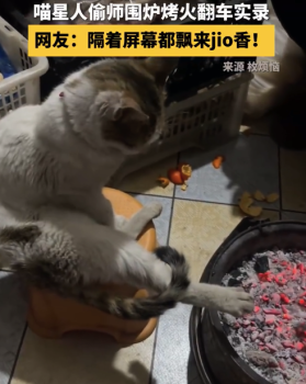 小猫围炉烤火差点烫了jio 网友：隔着屏幕都飘来jio香！