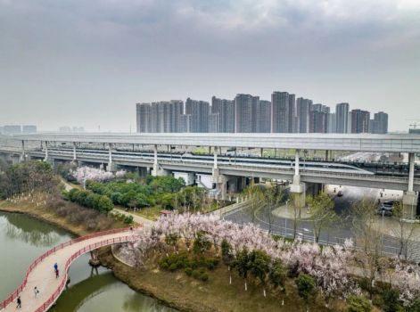 武漢馬拉松連海綿都是櫻花形狀 浪漫賽道迎接跑者