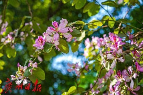 热到破纪录之后广州将迎倒春寒 气温骤降10℃左右