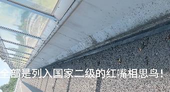 当地谈高速附近出现大量死鸟 红嘴相思鸟撞隔音墙
