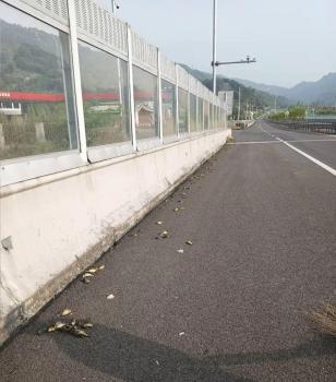约40只保护鸟类撞死高速围挡 透明屏障误导引发关注