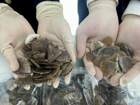 海關(guān)查獲人身藏匿走私穿山甲鱗片 944.34克鱗片被繳獲