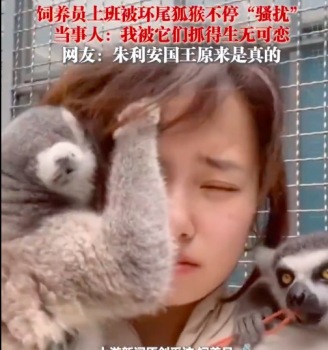 飼養(yǎng)員上班被環(huán)尾狐猴不停騷擾 網(wǎng)友：朱利安國王原來是真的