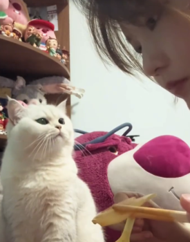 小貓已經(jīng)暗示得這么明顯了，這人不通貓性