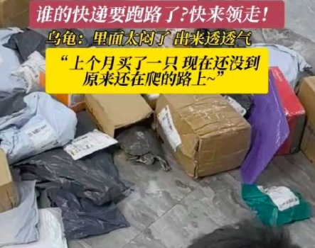 快遞小哥分揀快遞發(fā)現(xiàn)“貨”跑了 烏龜：里面太悶了出來透透氣