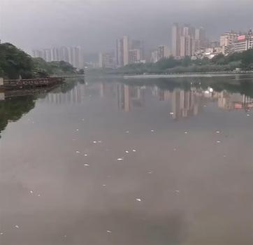 湖南懷化舞水河現(xiàn)大量死魚(yú) 初夏水華致魚(yú)類(lèi)死亡