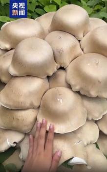 廣西賀州發(fā)現(xiàn)數(shù)叢巨型蘑菇 需謹(jǐn)慎辨別