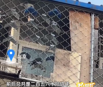 一頂樓居民養(yǎng)兩百多只鴿子 樓下想賣房