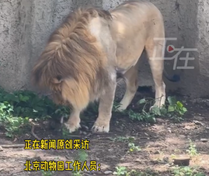 幼貓誤入獅園被叼走 北京動物園回應(yīng)：小貓已被救助,，還活著