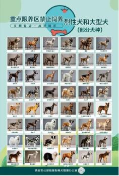 中華田園犬為何是禁養(yǎng)犬 多地政策調(diào)整引發(fā)熱議