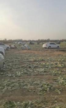 数百人“免费摘菜” 菜农损失近百万 网络谣言引发哄抢