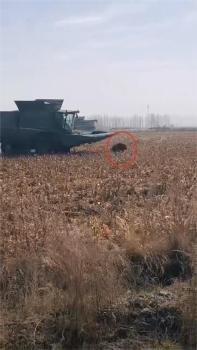 玉米地窜出3头野猪 收割机追截2小时 最终擒获一头