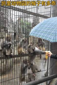 凯里动物园园长呼吁不要投喂动物 游客违规投喂引发争议